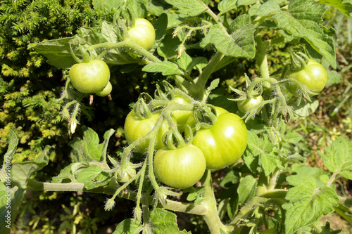 Wallpaper Mural unreife tomaten Torontodigital.ca