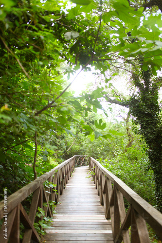 Fototapeta Naklejka Na Ścianę i Meble -  wooden bridge road in a rainforest landscape