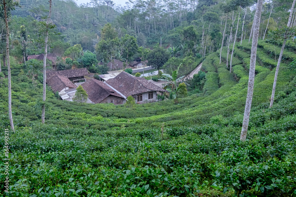 green tropical tea plantation on a steep slope with traditional javanese houses, in Kulon Progo mountains, Java island, Indonesia - traditional agricultire in Indonesia
