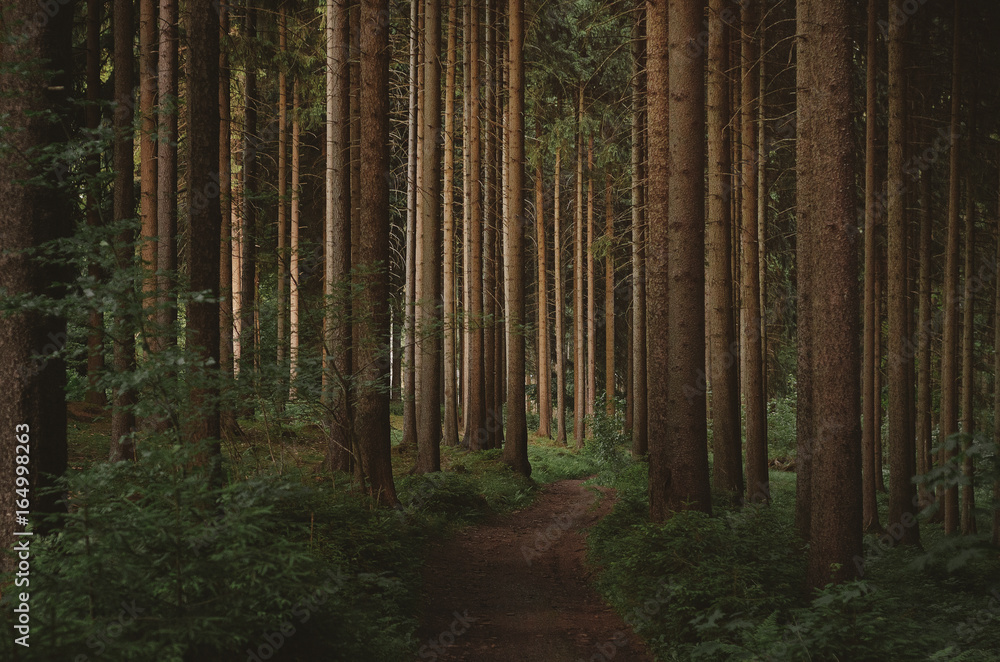 Sonnenuntergang im Wald des Erzgebirges Sonnenuntergang im Wald des Erzgebirges