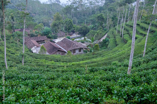 green tropical tea plantation on a steep slope with traditional javanese houses, in Kulon Progo mountains, Java island, Indonesia - traditional agricultire in Indonesia