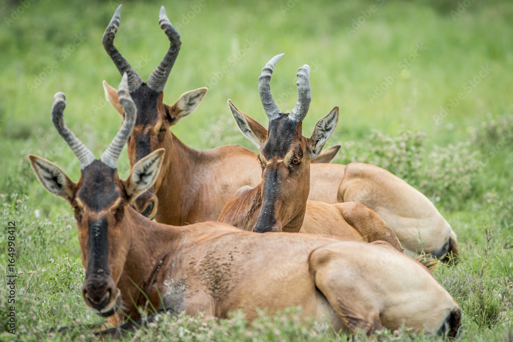 Group of Red hartebeest laying down in the grass. Group of Red hartebeest laying down in the grass.