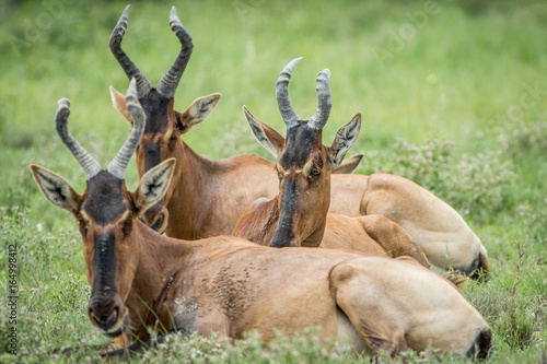 Group of Red hartebeest laying down in the grass.