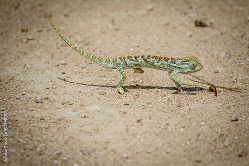 Flap-necked chameleon walking in the gravel.