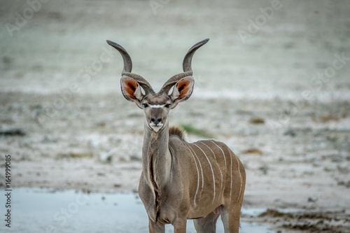 Male Kudu starring at the camera.