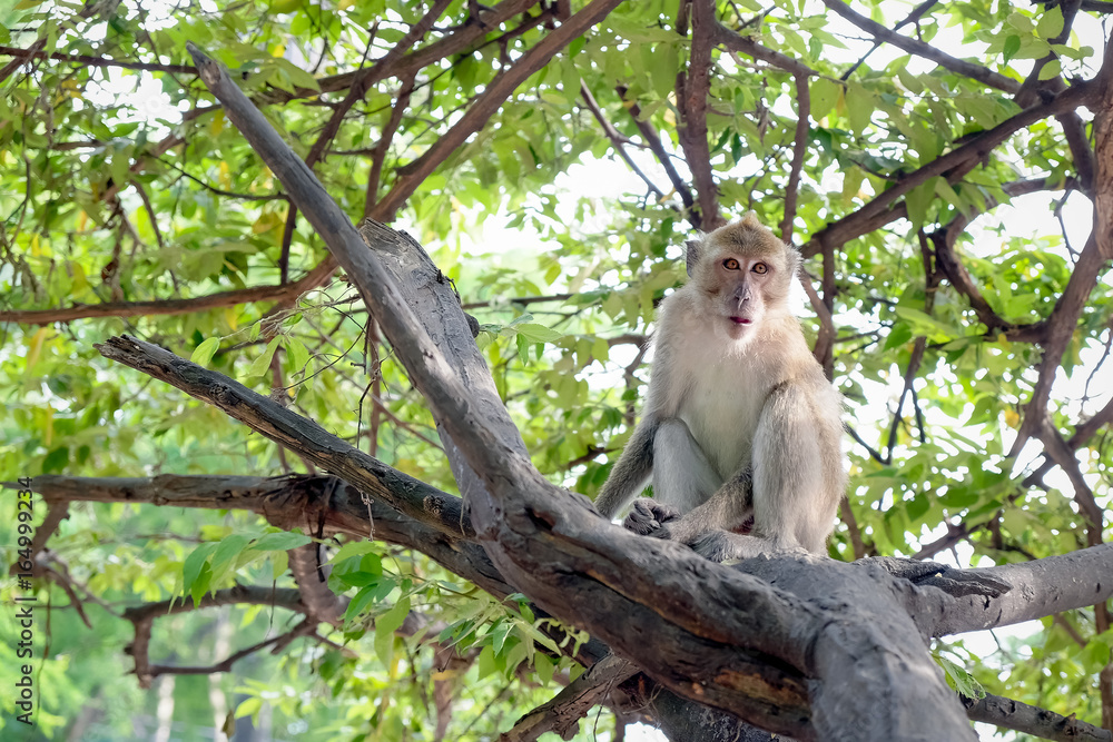 Naklejka premium monkey sitting on the tree