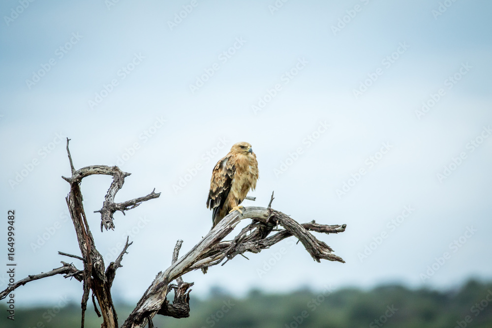Tawny eagle sitting on a branch.