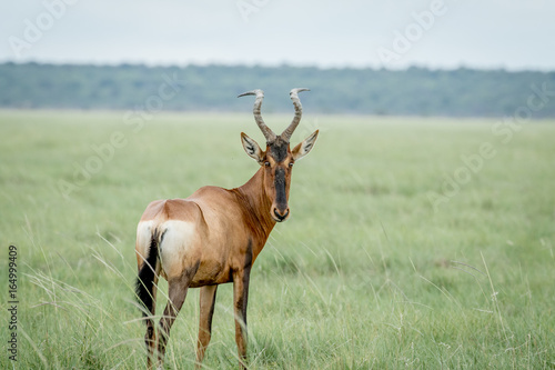 Red hartebeest looking back at the camera.