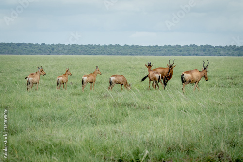 Group of Red hartebeests standing in the grass.