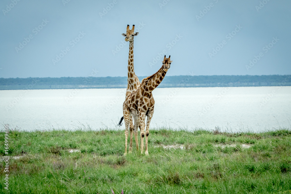 Obraz premium Two Giraffes standing in the grass.