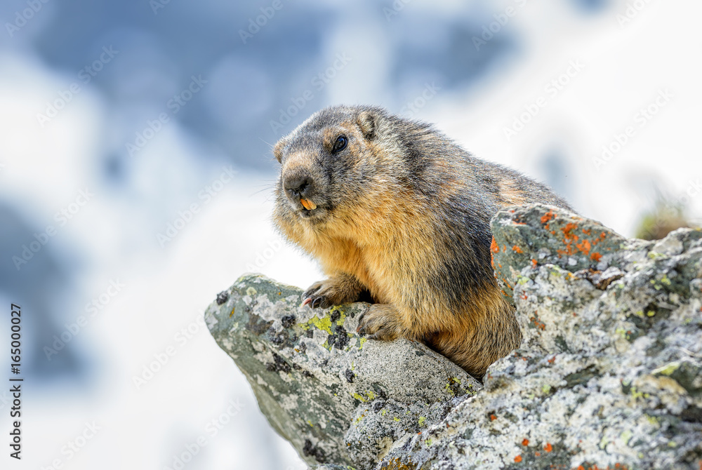 Alpine Marmot - Marmota marmota, Alps, Austria Alpine Marmot - Marmota marmota, Alps, Austria