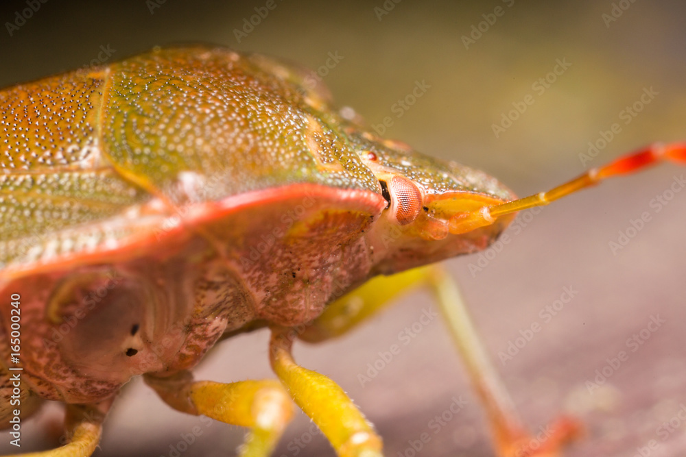 palomena viridissima