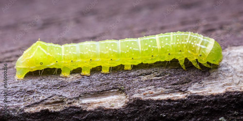 Green caterpillar