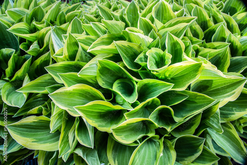 Green foliage background