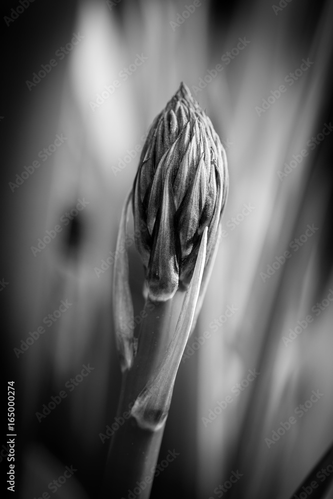 Black and white plant