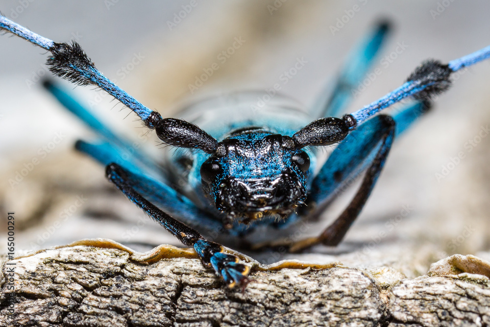 Rosalia alpina detailed macro of a head
