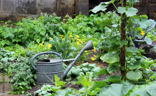 vegetable garden with watering can