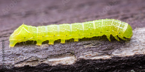 Obraz na płótnie Green caterpillar w salonie