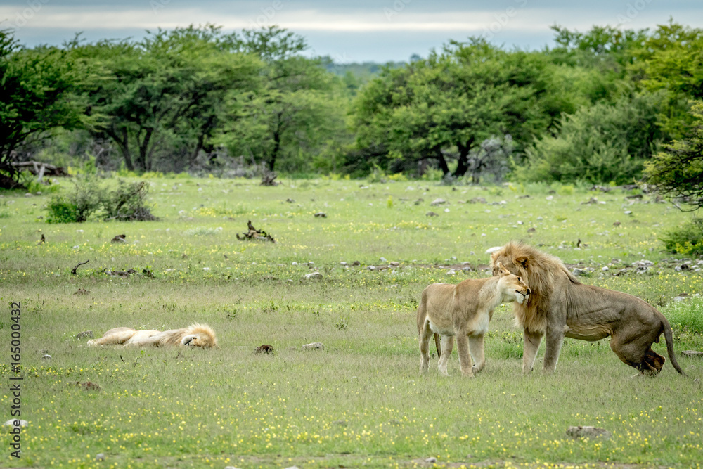 Obraz premium Lion mating couple bonding in the grass.