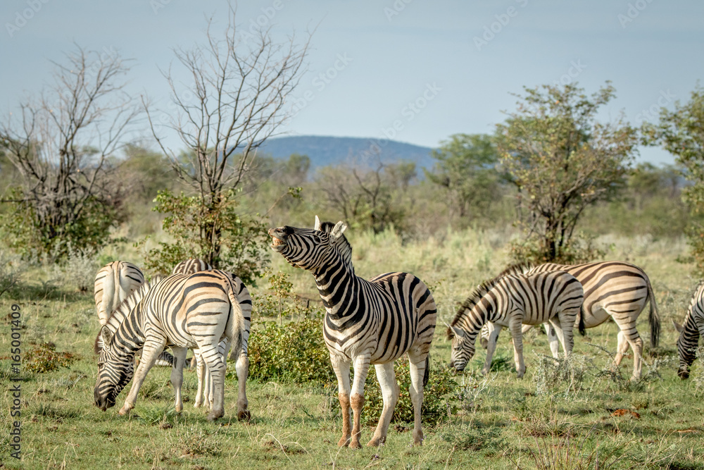 Obraz premium Herd of Zebras standing in the grass.
