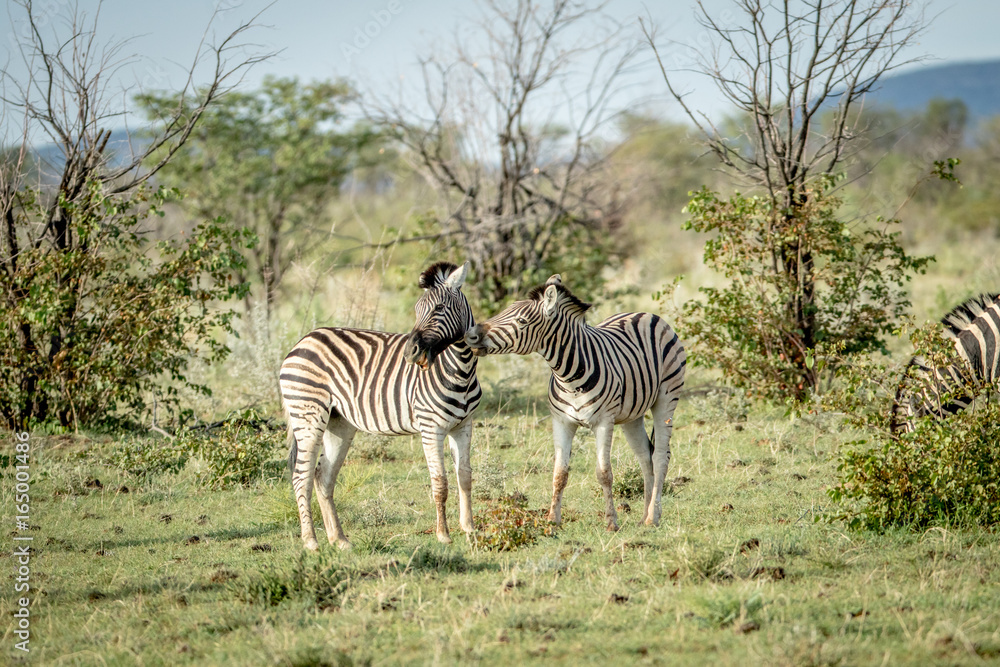 Obraz premium Two Zebras bonding in the grass.