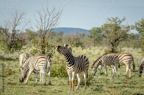 Herd of Zebras standing in the grass.