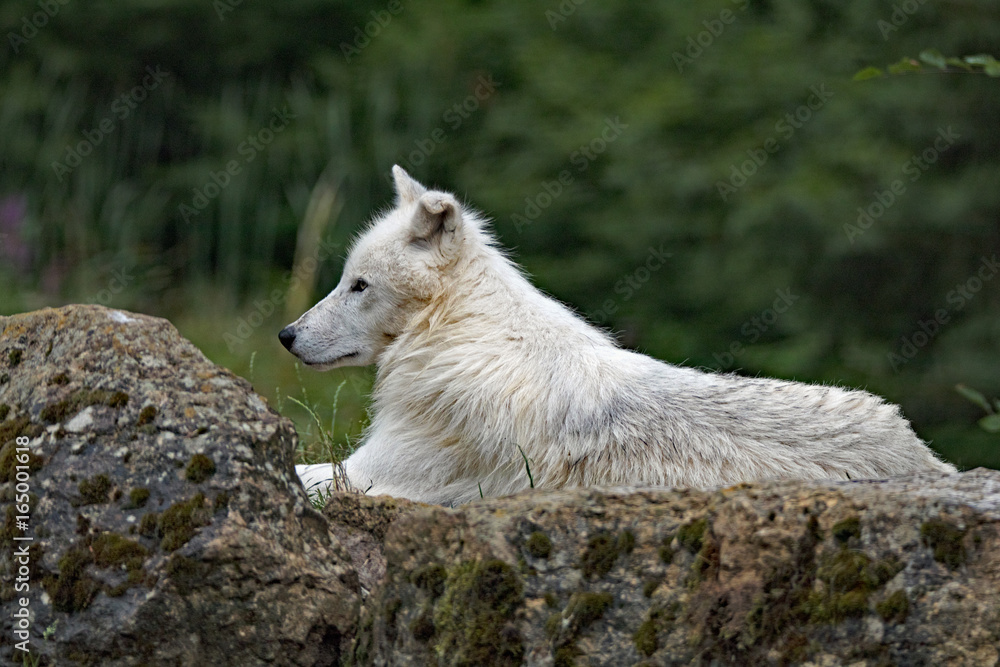 Obraz premium Auf Felsen ruhender Polarwolf