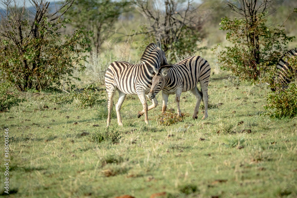 Two Zebras bonding in the grass. Two Zebras bonding in the grass.