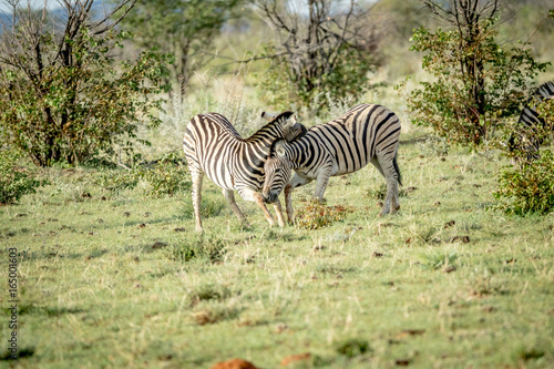 Two Zebras bonding in the grass.