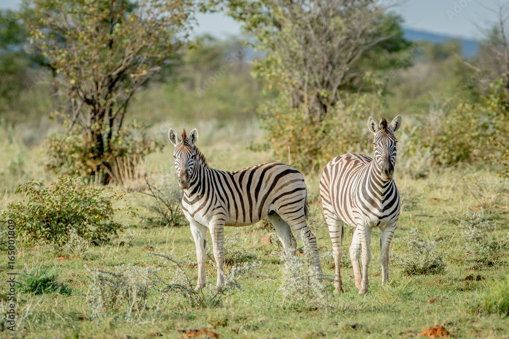 Obraz premium Two Zebras starring at the camera.
