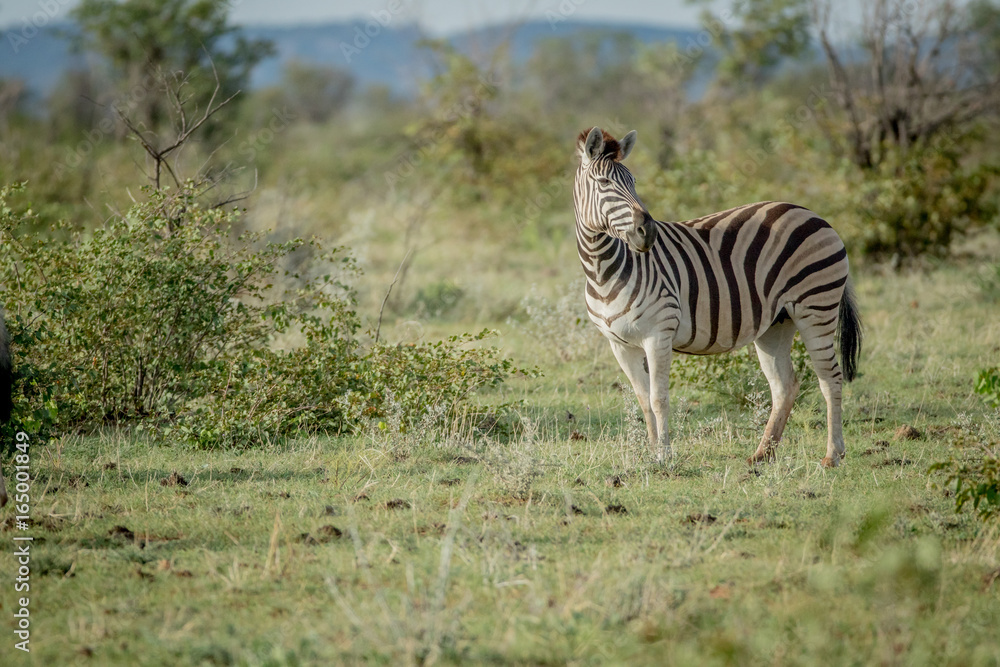 Obraz premium Side profile of a Zebra in Etosha.