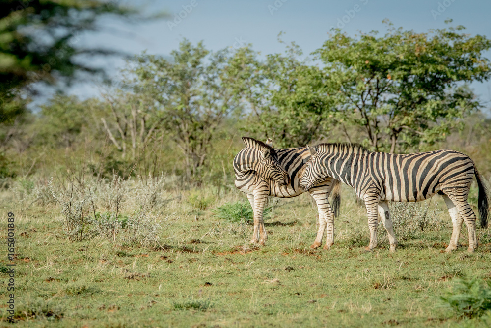 Naklejka premium Two Zebras bonding in the grass.