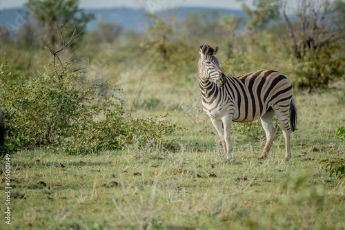 Side profile of a Zebra in Etosha.