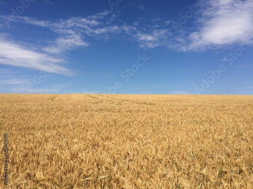 Getreidefeld unter blauem Himmel
