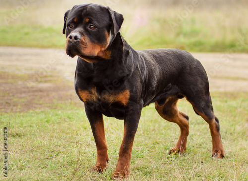 Rottweiler dog