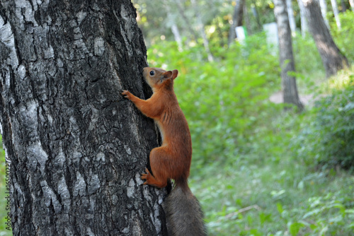 Squirrel on a tree © Anastasya
