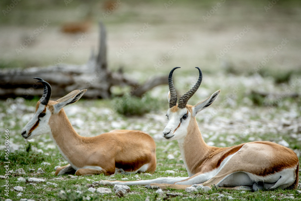 Two Springboks laying in the grass. Two Springboks laying in the grass.