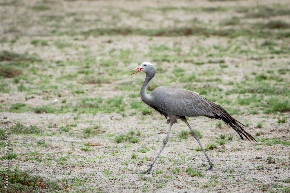 Fototapeta premium Blue crane walking in the grass.
