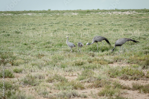 Family of Blue cranes walking in the grass.