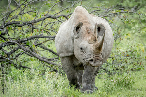 Black rhino starring at the camera.