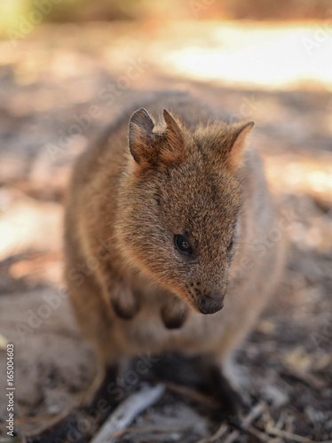 Rottnest Quaokka © David