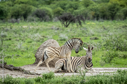 Mother and baby Zebra in the grass.