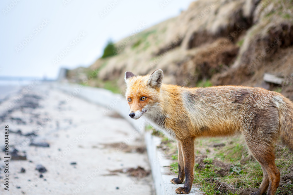 Red Fox. Fox. hitch-hike Fox. Fox on the road