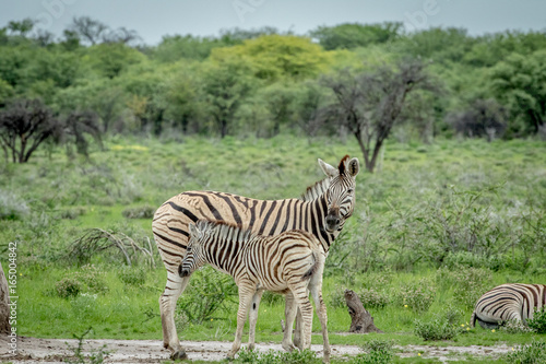Baby Zebra suckling from his mother.