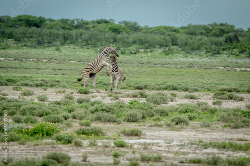 Fototapeta Naklejka Na Ścianę i Meble -  Two Zebras fighting in the grass.