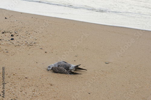 Dead seagull bird at sandy beach, pollution bird flu