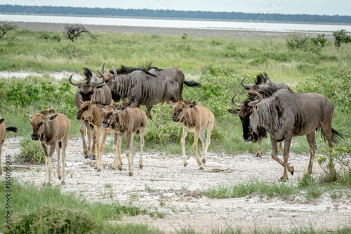 Group of Blue wildebeests walking in the grass.