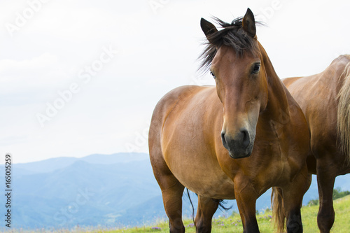 Beautiful horse on the green mountain top. Green mountain landscape. © Addoro