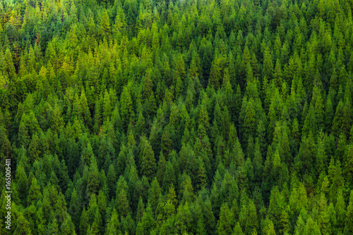 Aerial view of green tropical pine forest panorama