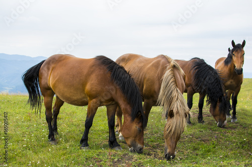 Beautiful horses on the green mountain top. Green mountain landscape.